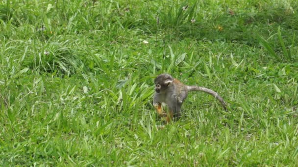 Egy mókus áll a buja zöld mezőn. — Stock videók