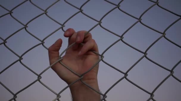 Птица Сидящая Проволочном Заборе Высококачественные Кадры — стоковое видео