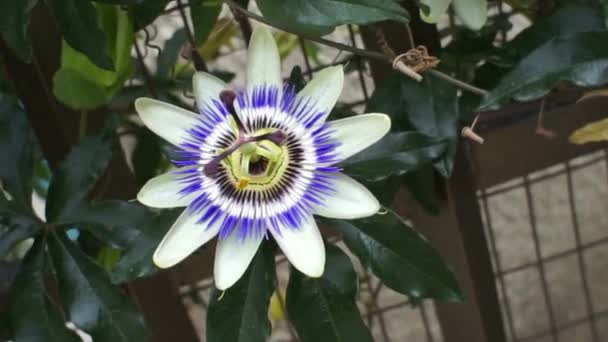 Close Uma Flor Imagens Alta Qualidade — Vídeo de Stock