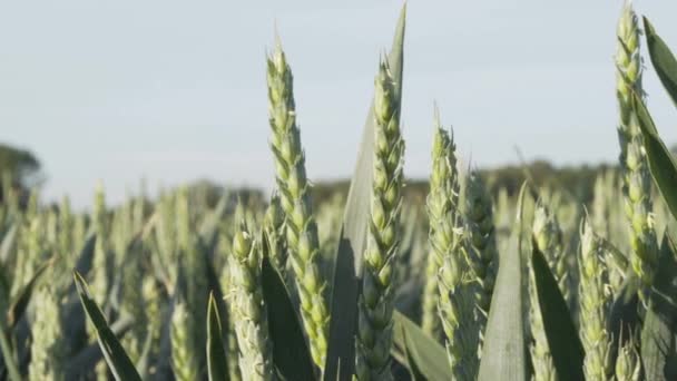 Zbliżenie Rośliny Materiał Wysokiej Jakości — Wideo stockowe