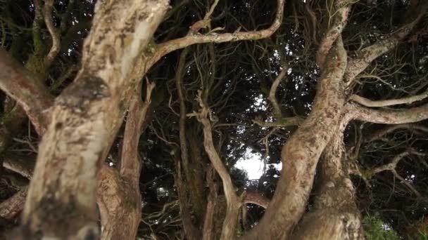 Близько Дерева Високоякісні Кадри — стокове відео