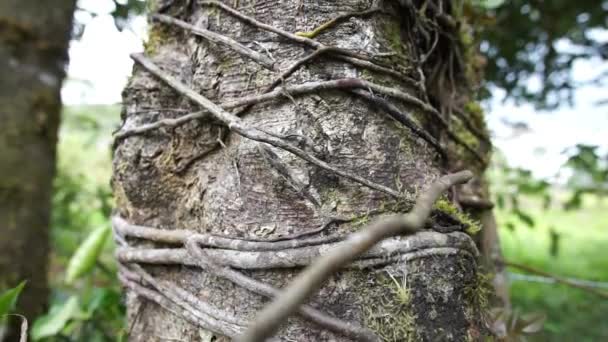 Ağaç Dalında Oturan Bir Kuş Yüksek Kaliteli Görüntüler — Stok video