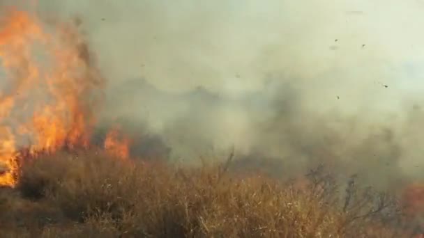 Yangının Üzerinde Bir Işaret Yüksek Kaliteli Görüntüler — Stok video
