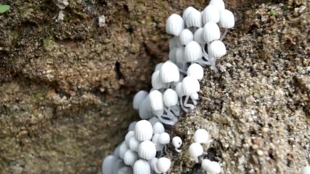 Eine Nahaufnahme Von Einem Felsen Hochwertiges Filmmaterial — Stockvideo