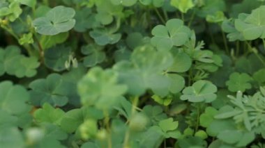 Çiçek bahçesine yakın çekim