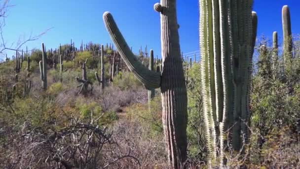 Een Cactus Een Veld Met Orgelpijp Cactus National Monument Achtergrond — Stockvideo