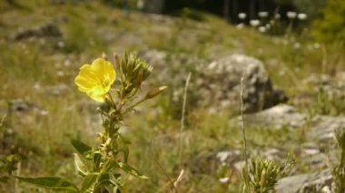 Bir çiçeğin yakın çekimi. Yüksek kaliteli görüntüler