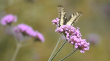 Bir çiçeğin yakın çekimi. Yüksek kaliteli görüntüler