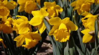 Bir çiçeğin yakın çekimi. Yüksek kaliteli görüntüler