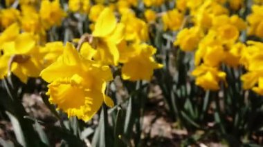 Bir çiçeğin yakın çekimi. Yüksek kaliteli görüntüler