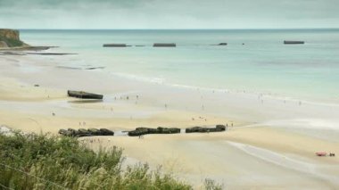 Sahilde duran bir martı sürüsü. Yüksek kaliteli görüntüler