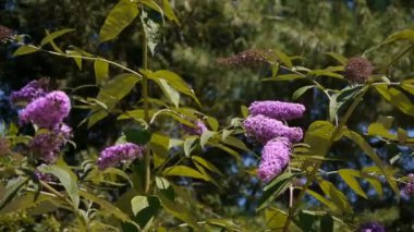 Bitkinin üzerinde pembe bir çiçek. Yüksek kaliteli görüntüler