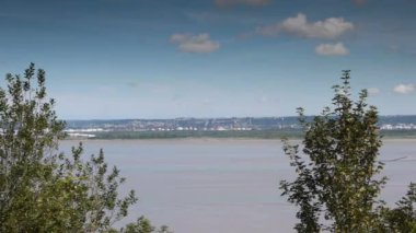 Bir su kütlesinin yanında bir ağaç. Yüksek kaliteli görüntüler