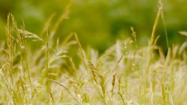 Bir bitkinin yakın çekimi. Yüksek kaliteli görüntüler