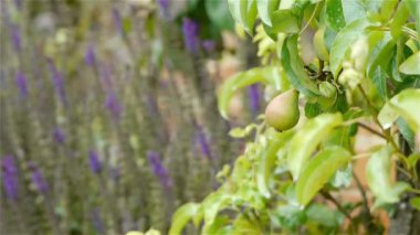 Bir bitkinin yakın çekimi. Yüksek kaliteli görüntüler