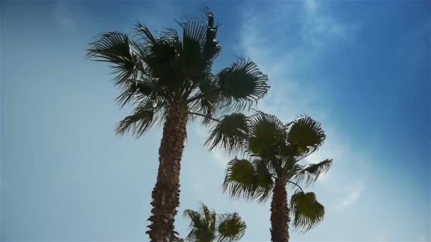 Znak Przed Drzewem Palmowym Materiał Wysokiej Jakości — Wideo stockowe