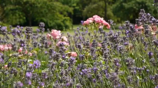 Close Jardim Flores Imagens Alta Qualidade — Vídeo de Stock