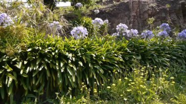 Çiçek bahçesine yakın çekim. Yüksek kaliteli görüntüler