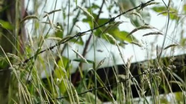 Bir ağacın yakın çekimi. Yüksek kaliteli görüntüler