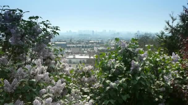 Primer Plano Jardín Flores Imágenes Alta Calidad — Vídeo de stock