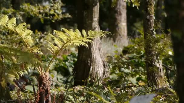 Растение Лесу Высококачественные Кадры — стоковое видео