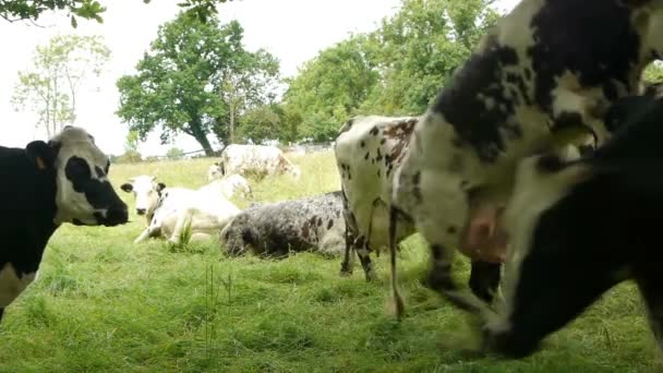 Grupa Bydła Stojąca Polach Pokrytych Trawą Materiał Wysokiej Jakości — Wideo stockowe