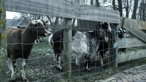 Une Vache Debout Côté Une Clôture Métallique Images Haute Qualité — Video
