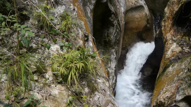 后背有树的瀑布 高质量的镜头 — 图库视频影像