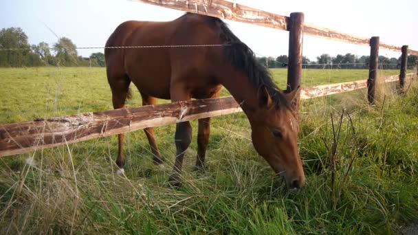 Brązowy koń stojący obok drucianego ogrodzenia — Wideo stockowe