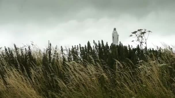 草に覆われた畑の上に立っている羊の群れ 高画質映像 — ストック動画
