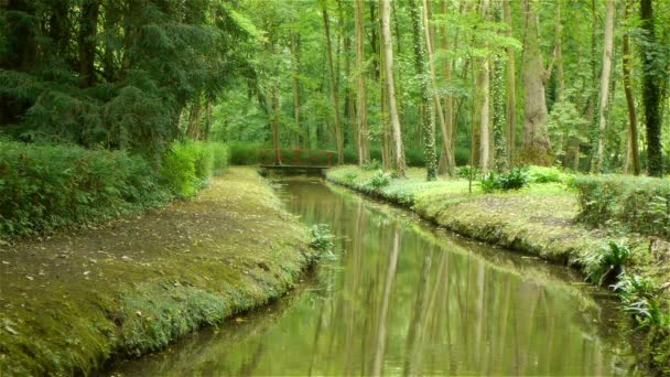 En flod som rinner genom en skog — Stockvideo