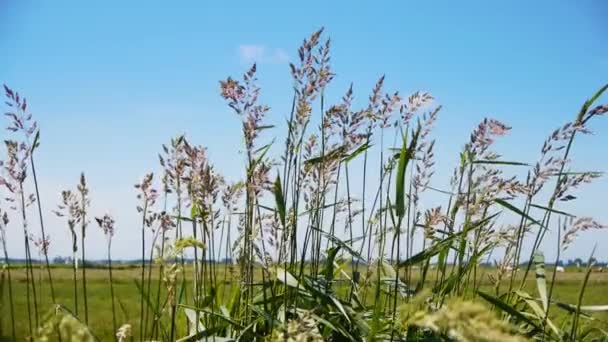 Een zwerm vogels die op een grasveld staan — Stockvideo