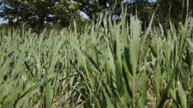 Bir bitkinin yakın çekimi.