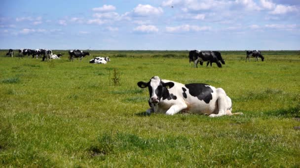 Stádo dobytka ležící na bujné zelené louce — Stock video