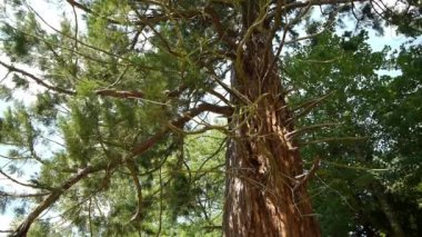 Bir ağacın yakın çekimi.