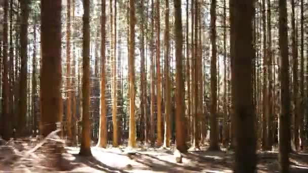 Un árbol en un bosque — Vídeos de Stock
