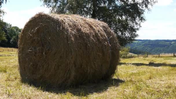 Un campo lleno de heno — Vídeos de Stock