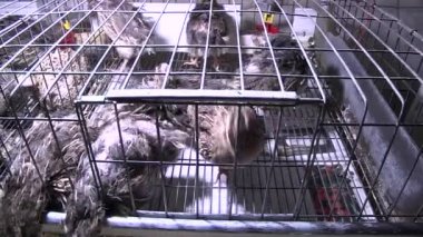 A group of sheep in a cage. High quality footage