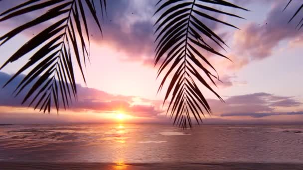 Uma Praia Com Palmeira Imagens Alta Qualidade — Vídeo de Stock