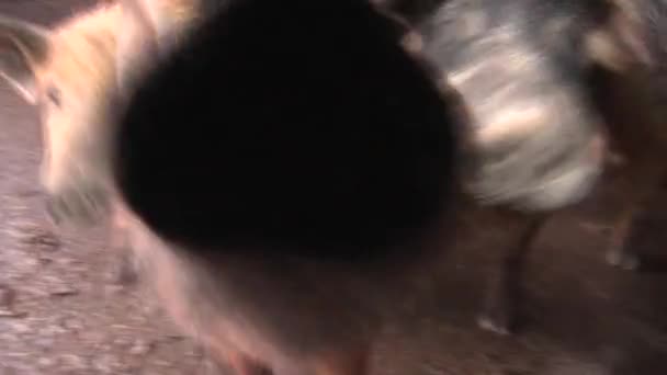 Blurry Close Dog High Quality Footage — Wideo stockowe