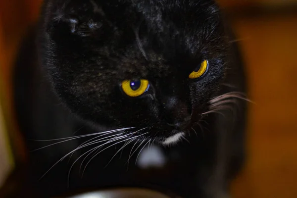 Gato Negro Acostado Suelo — Foto de Stock