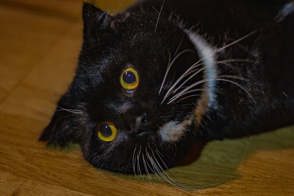 Svart Katt Liggande Golvet — Stockfoto