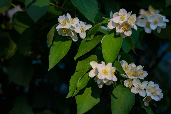 Άνθη Κερασιάς Λευκά Άνθη — Φωτογραφία Αρχείου