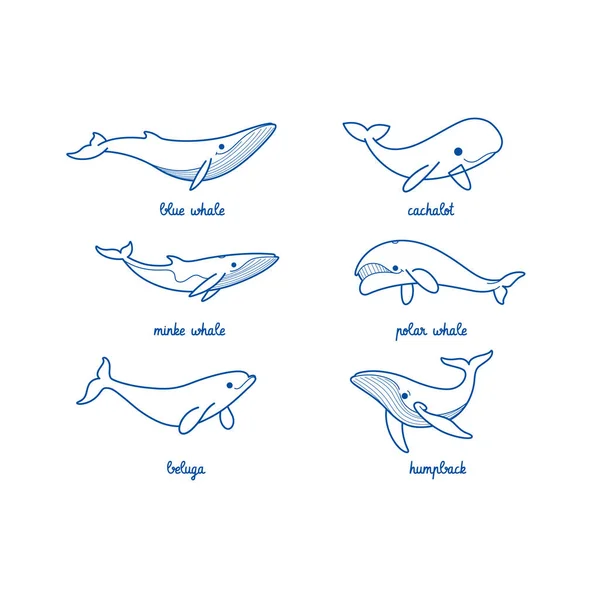 Иконка Рисунками Китов Различные Типы Китов Кашалот Синий Кит Горбатый — стоковый вектор