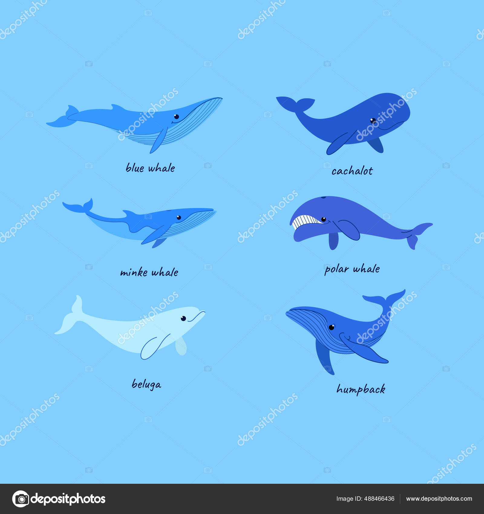 卡通鲸鱼素描线图标不同类型的鲸鱼抹香鲸座头鲸极地鲸图库矢量图©lili_kudrili 488466436