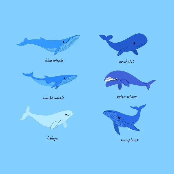 Icono Línea Boceto Ballena Dibujos Animados Diferentes Tipos Ballena Cachalote — Archivo Imágenes Vectoriales