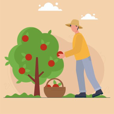 Adam hasatı ağaçtan sepete topluyor. Erkek çiftçi ya da bahçıvan meyve topluyor. Şapkalı ve botlu tarım işçisi. Bahçe, kırsal yaşam, tarım, meyve bahçesi, tarım.
