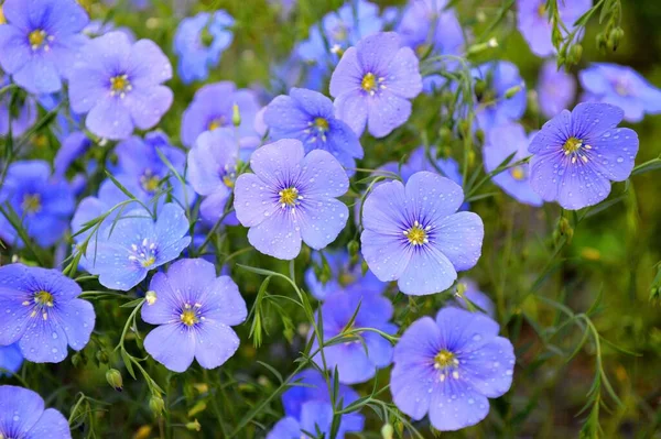 Flax Blue Purple Flower Yellow Core Morning Dew Petals — Stock Photo, Image