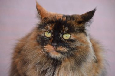 Portrait of three colored cats with yellow eyes, which look with a hunting gaze on a gray background.