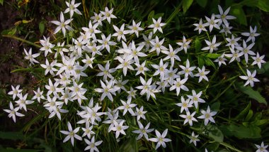 Bahçede beyaz çiçekler